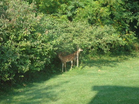 backyard nature observation
