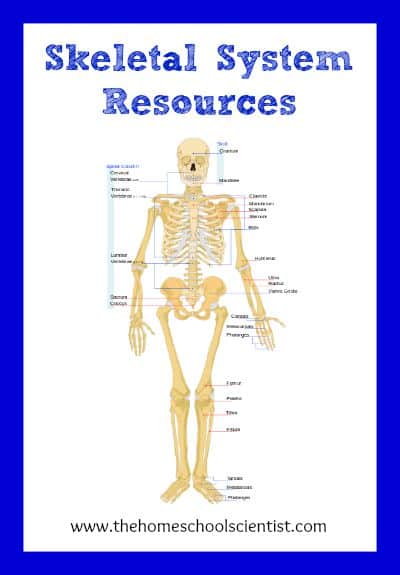 Skeletal System Resources - The Homeschool Scientist
