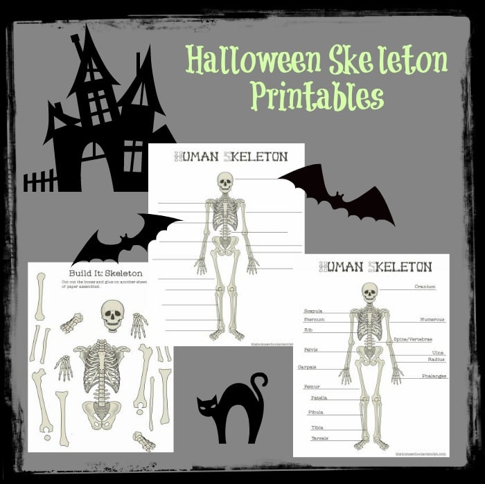 Human Skeleton Printables - The Homeschool Scientist