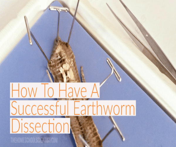 How To Have A Successful Earthworm Dissection