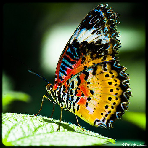 Beautiful Butterfly Nature Study – Part 1