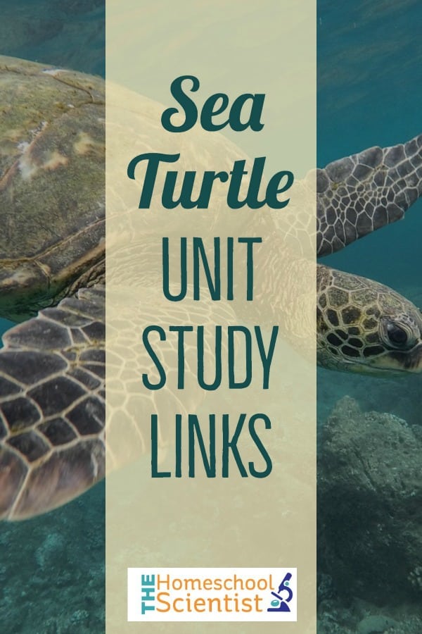 sea turtle unit study links