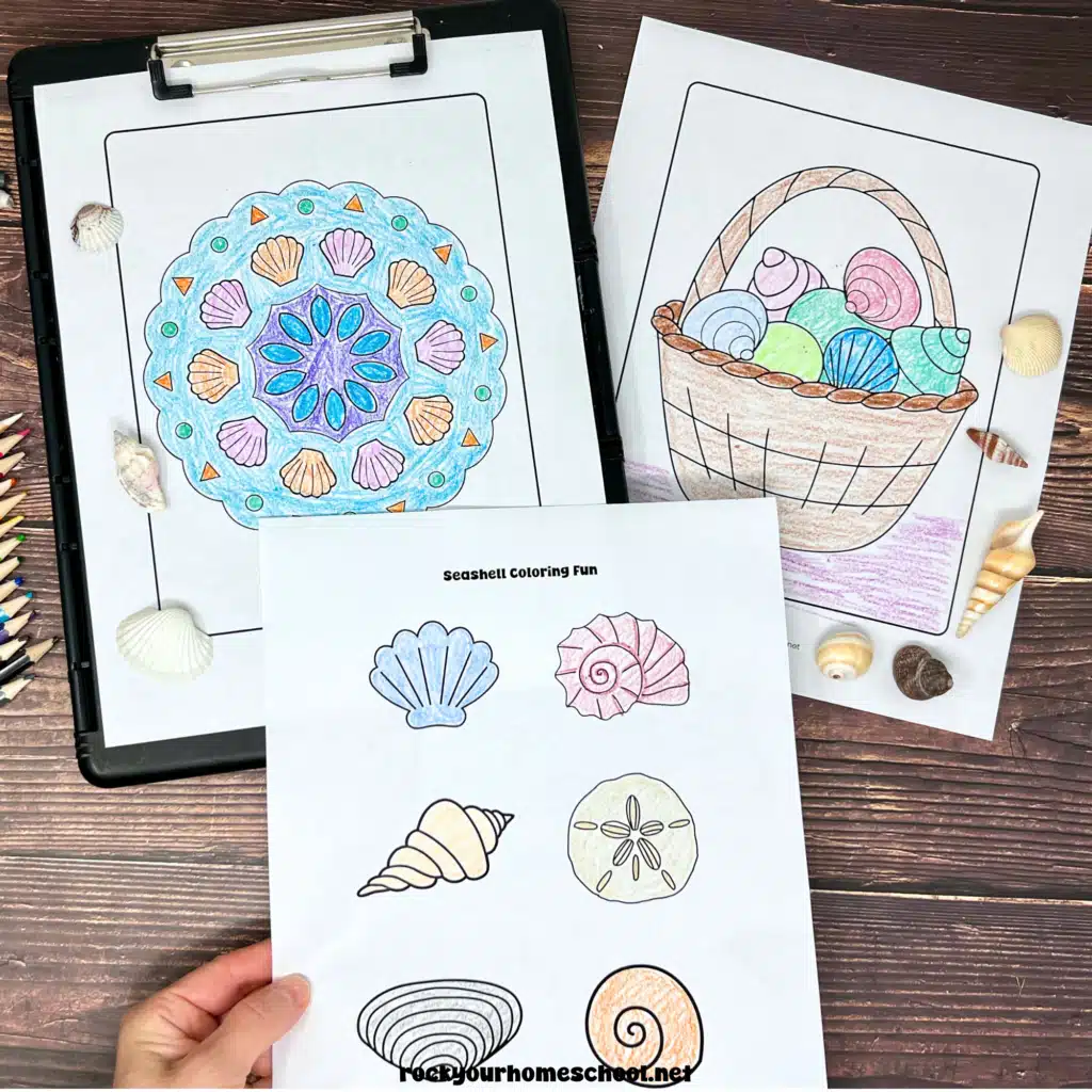 seashell coloring pages square