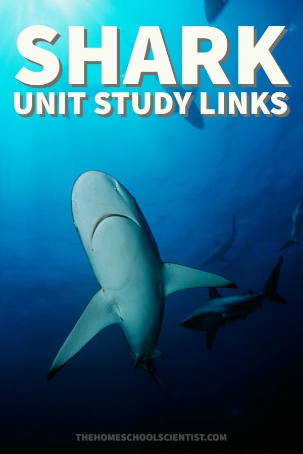 shark unit study links - The Homeschool Scientist