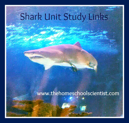 shark unit study links