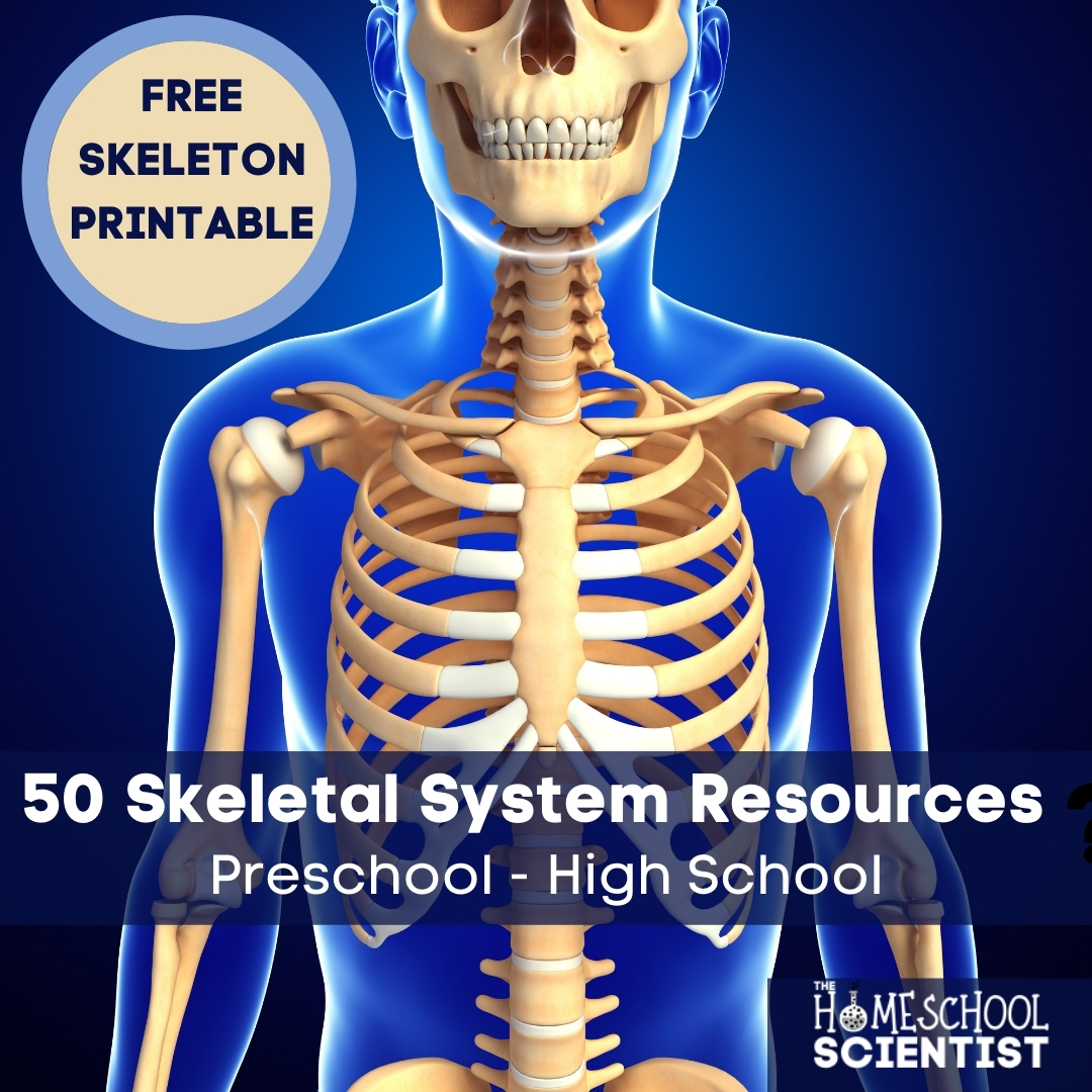 Printable included. Skeletal System Activities includes hands-on projects, videos, photo galleries, for grades preschool-12. #Homeschool or #classroom teachers can create a quick and interesting study of the skeletal system.