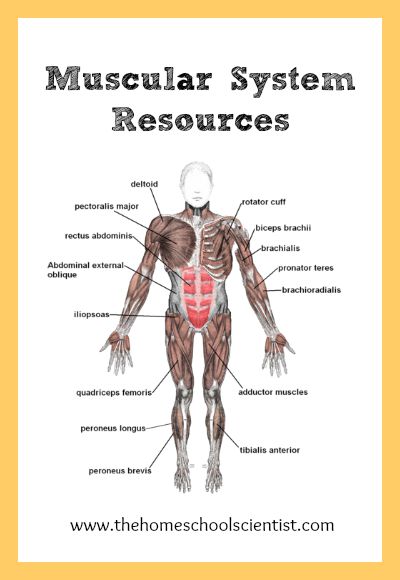 Muscular system lesson resources - TheHomeschoolScientist.com
