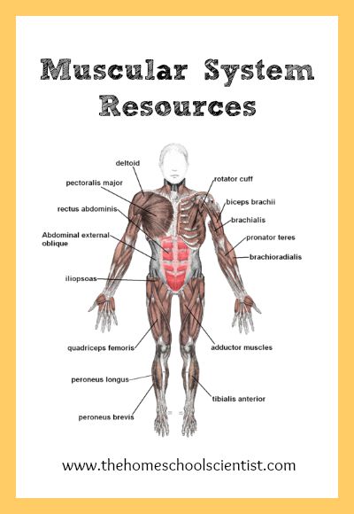 Interactive Guide to the Muscular System