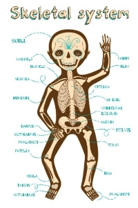 Skeletal system activities includes hands-on projects, videos, photo galleries, for grades preschool-12. Homeschool and classroom teachers can create a quick and interesting study of the skeletal system.