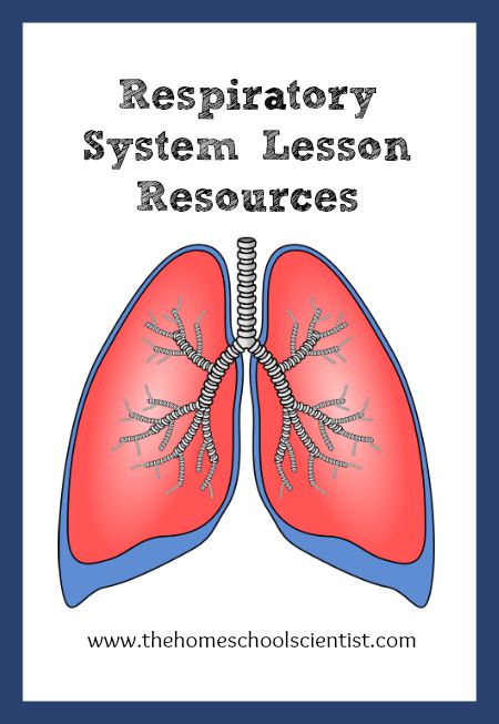 Respiratory System Lesson Resources