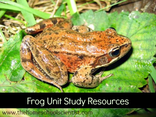 Frog Unit Study Resources