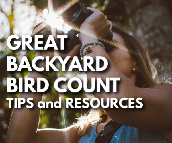 great backyard bird count tips and resources