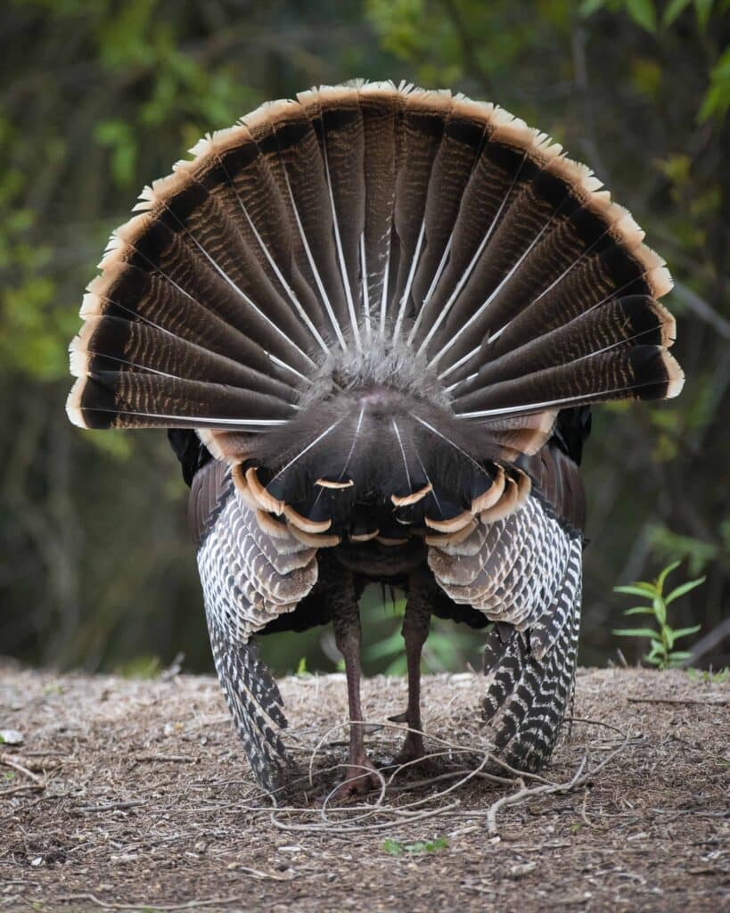 turkeytailfrombehind 1