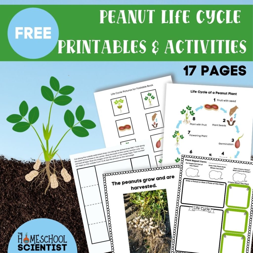 Seed unit study with life cyclee of a peanut printables and other activities