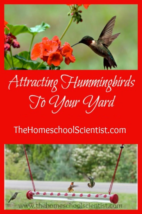 Attracting Hummingbirds To Your Backyard - The Homeschool Scientist