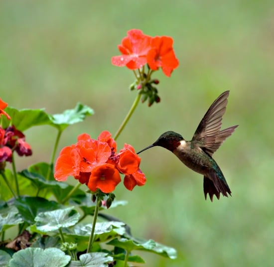 Attract hummingbirds to your yard - TheHomeschoolScientist.com
