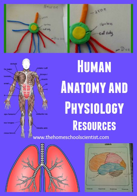 Human Anatomy And Physiology Resources