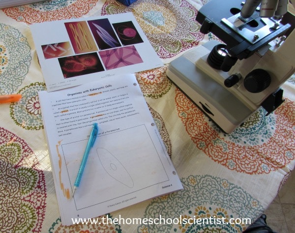 how to use a microscope with young learners