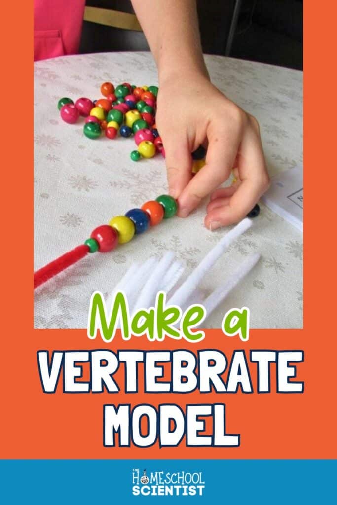 make a vertebrate model