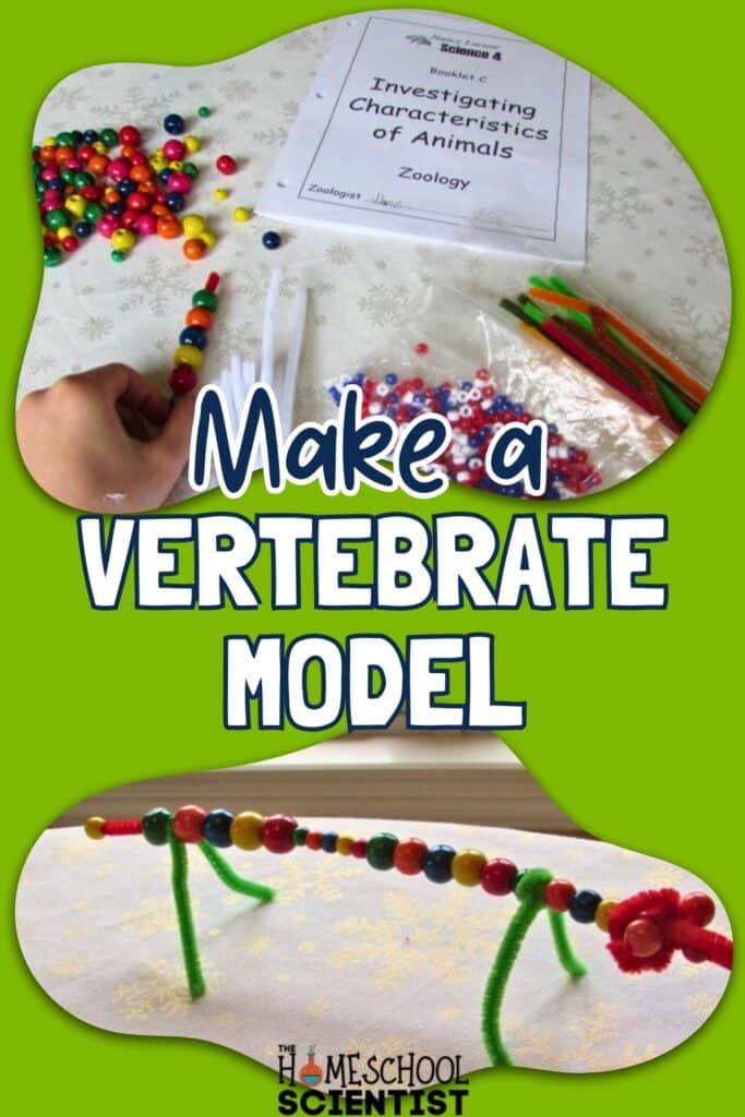 make a vertebrate model