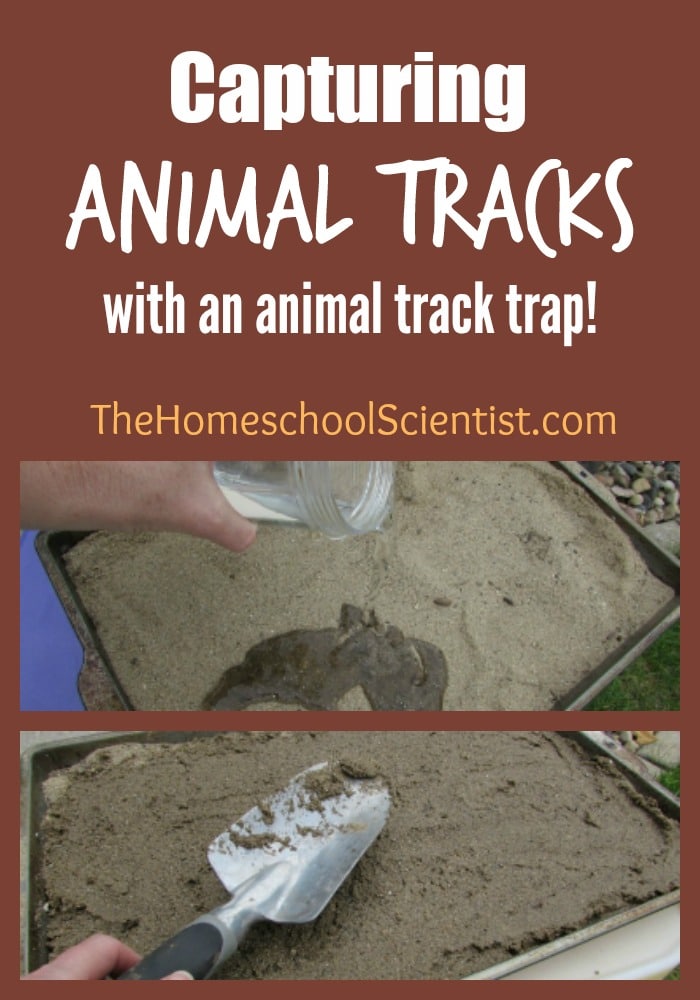 capturing animal tracks with an animal track trap - The Homeschool Scientist