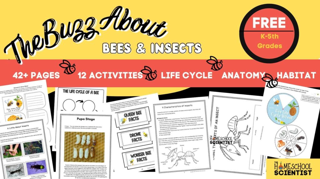 Bee and insect activities for kids