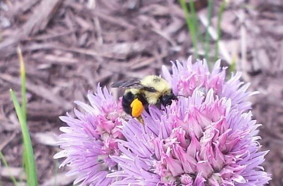 Studying Bees in your backyard -