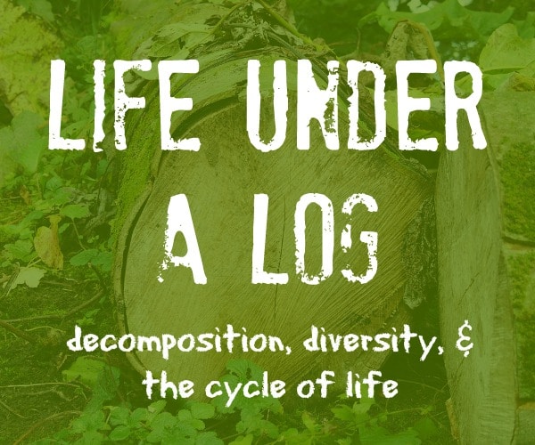 Life Under A Log