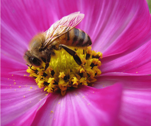Studying backyard bees