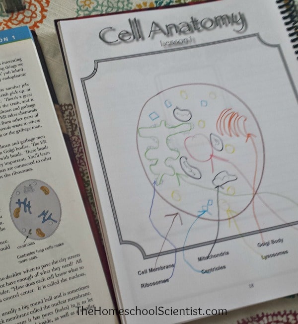 Make a cell model