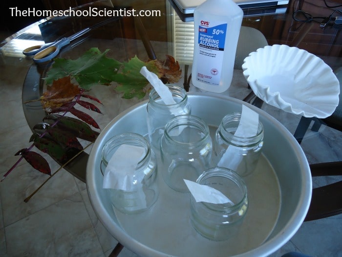 Leaf Chromatography Experiment - The Homeschool Scientist