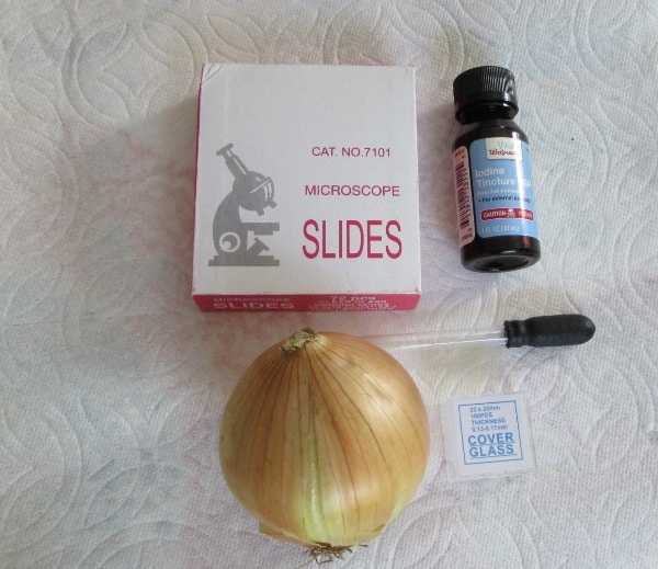 Preparing an onion skin microscope slide - The Homeschool Scientist