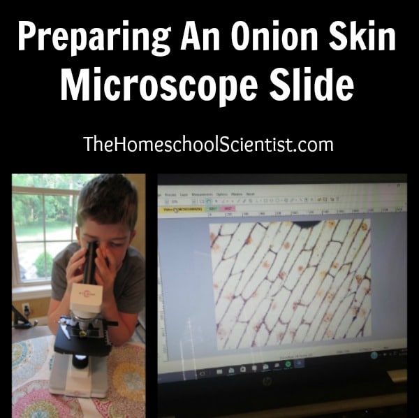 Preparing An Onion Skin Microscope Slide