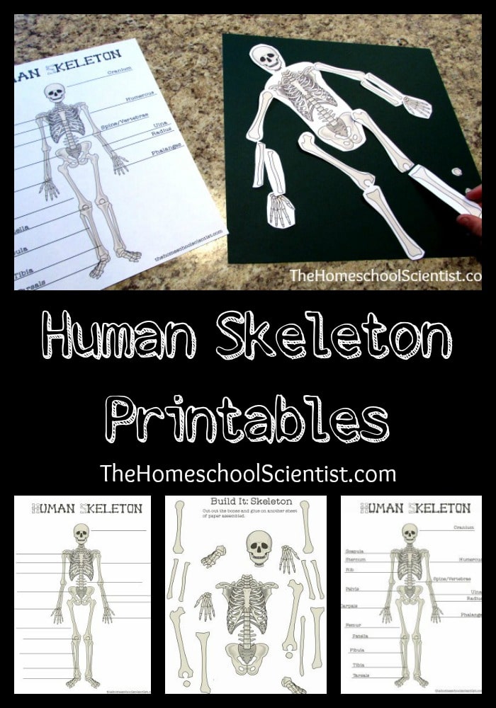 human skeleton printables