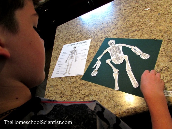 human skeleton printables