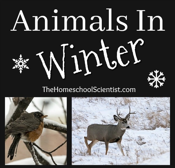 animals in winter