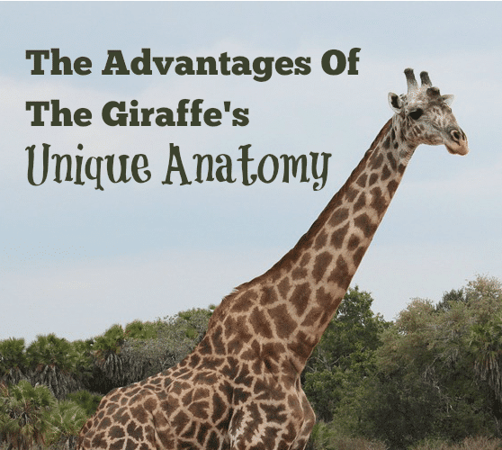 The Advantages Of The Giraffe’s Unique Anatomy {Plus A Giraffe Report Printable}