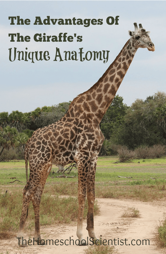 The Advantages of the giraffe's anatomy