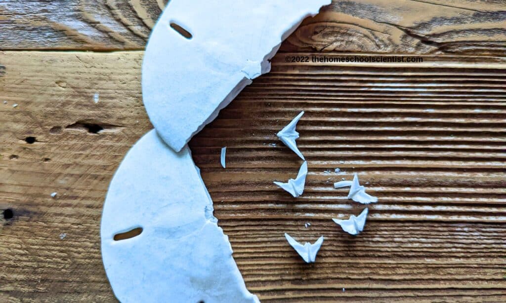 sand dollar teeth