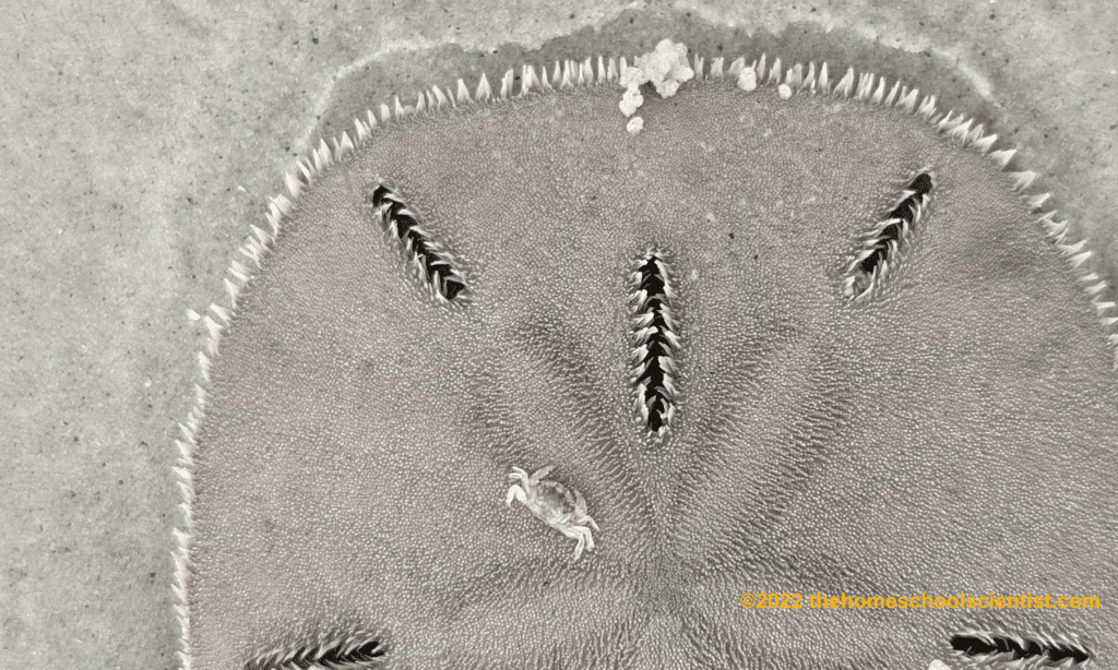 crab on a sand dollar