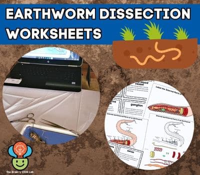 earthworm dissection worksheets