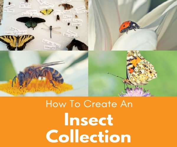 How To Create An Insect Collection