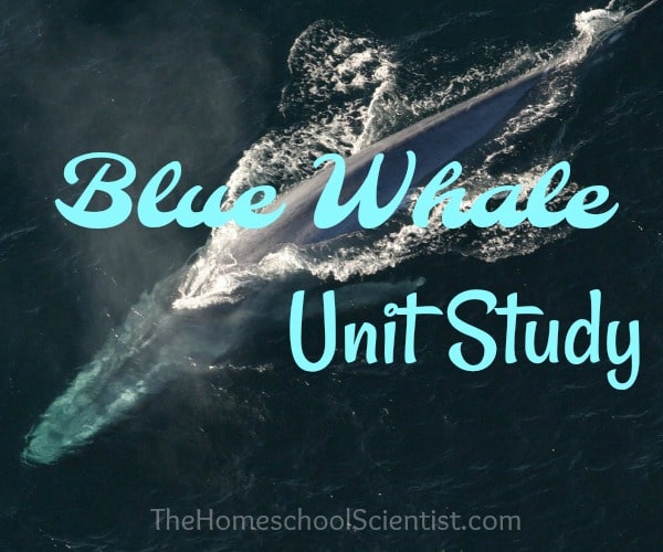 blue whale unit study