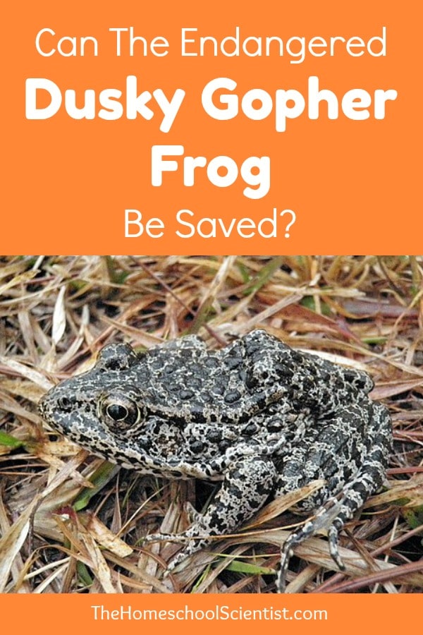 Can the endangered dusky gopher frog be saved? - The Homeschool Scientist - endangered species