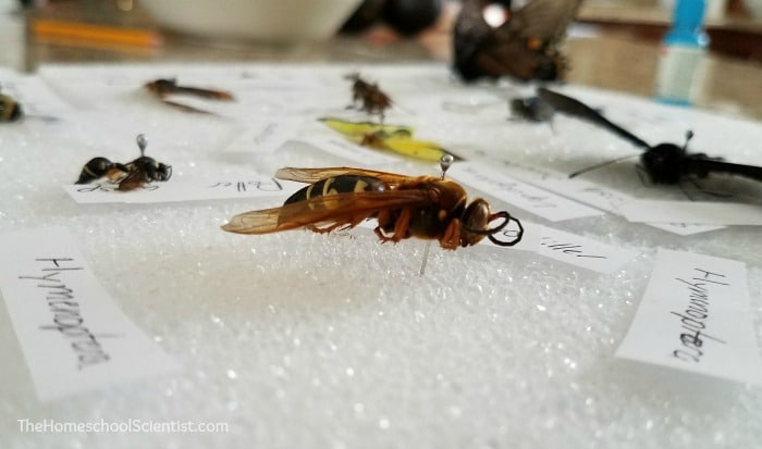 how to create an insect collection