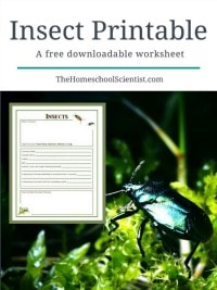 Insect printable worksheet