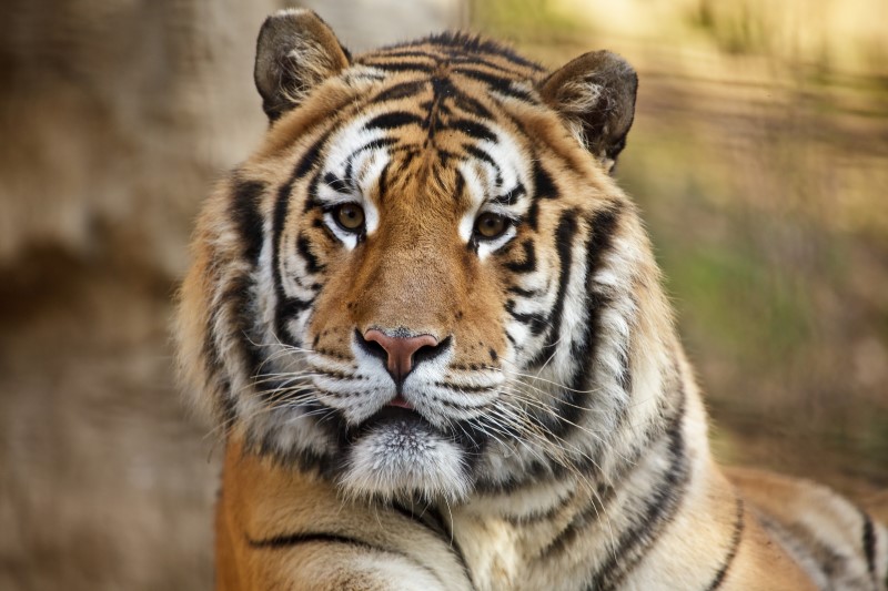 Why are tigers extinct? Homeschool science