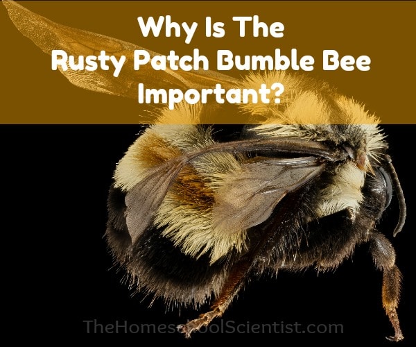 Why is the Rusty Patch Bumble Bee Important?