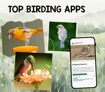 top birding apps