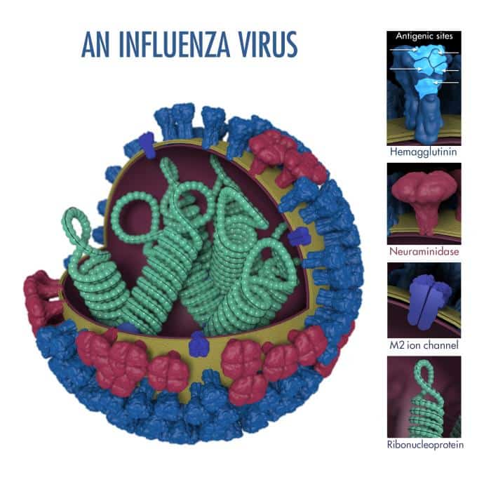 flu virus diagram